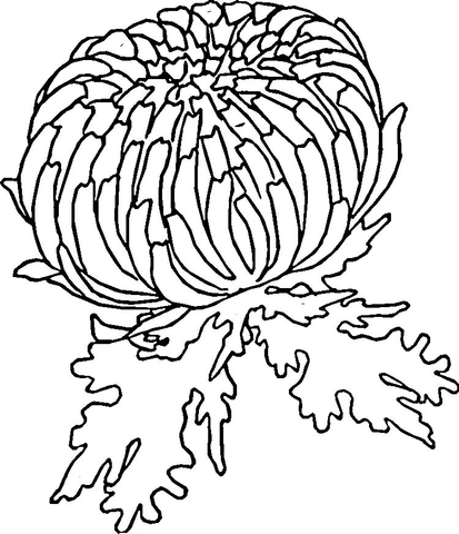 Red Zinnia  Coloring Page